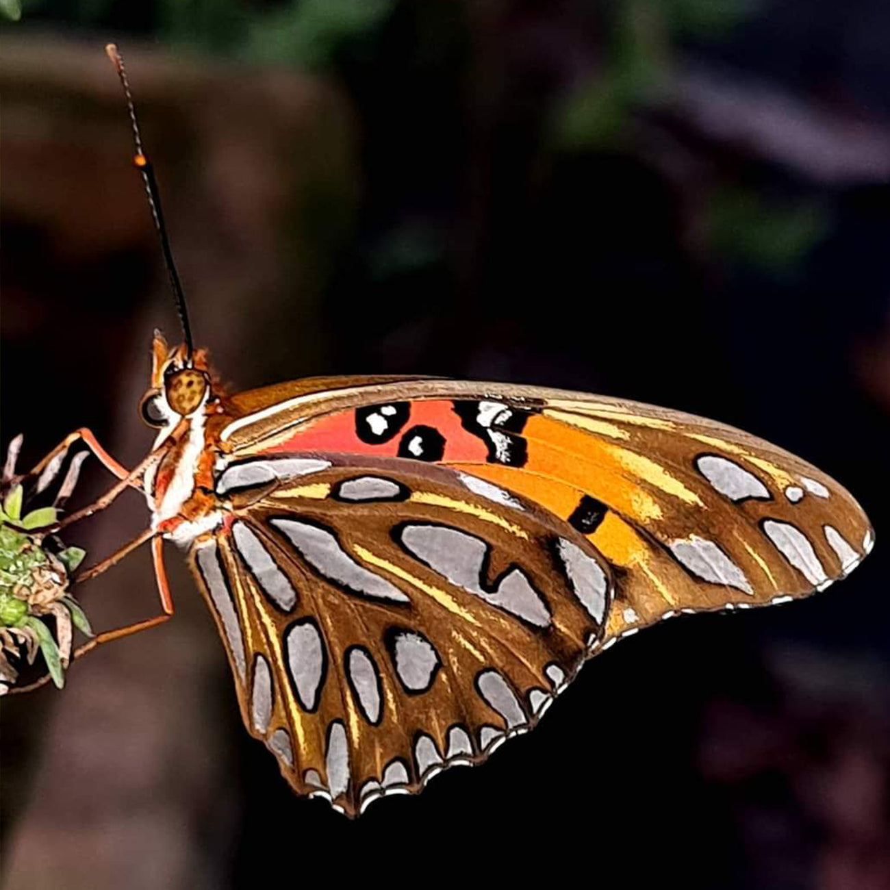 Butterfly / Bird Attracting Plants
