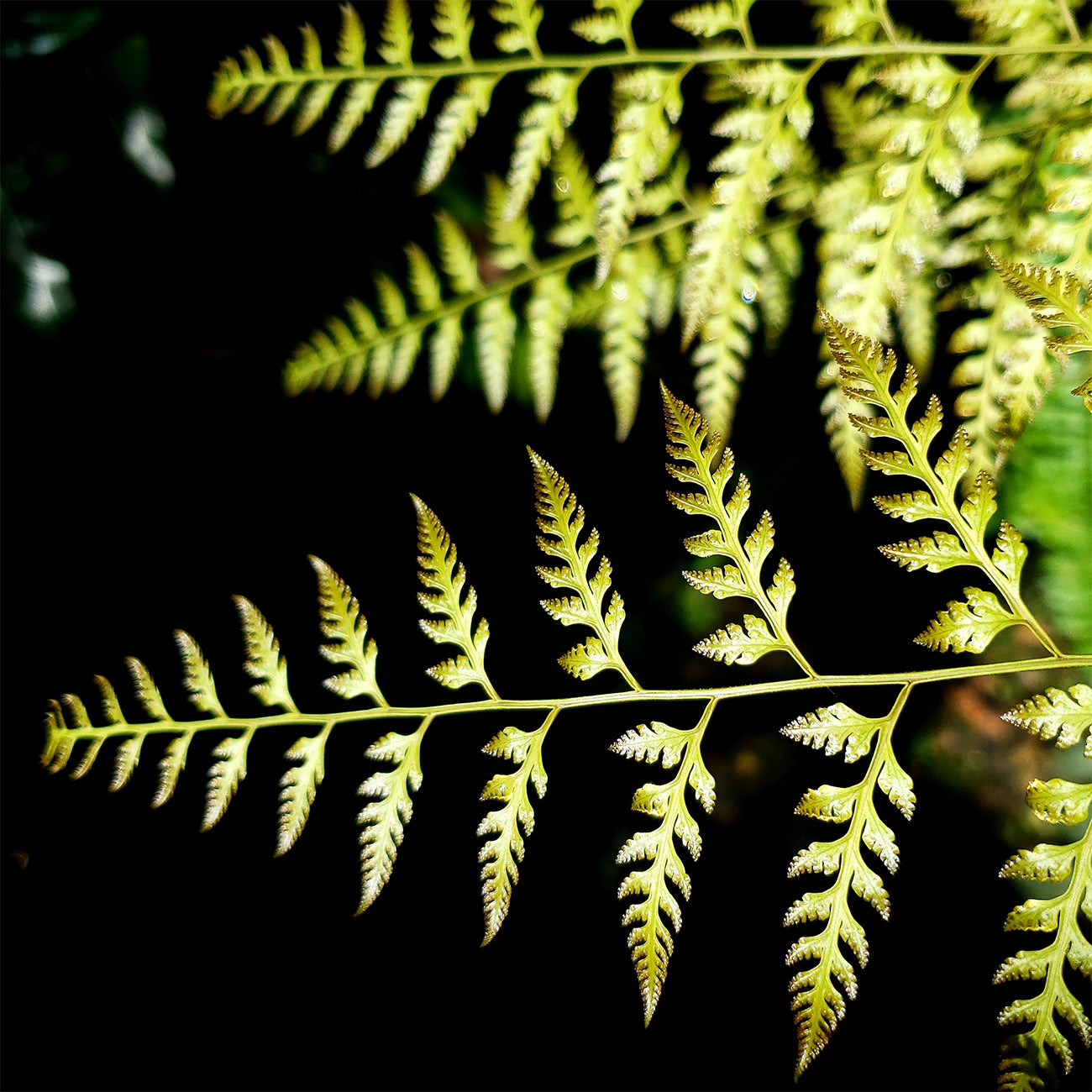 Ferns