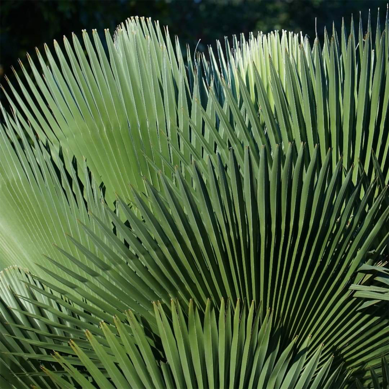 Palms & Cycads