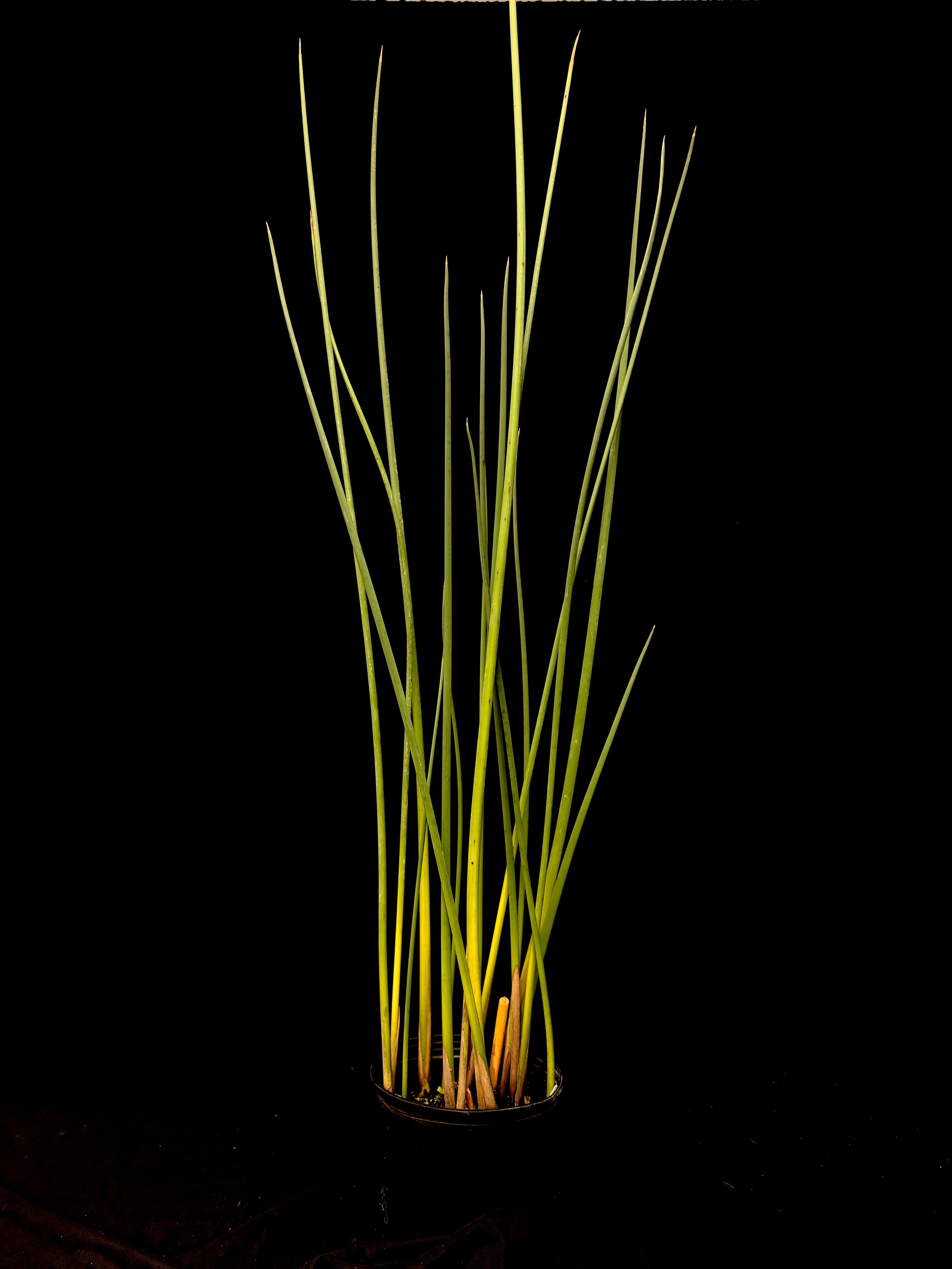 Schoenoplectus tabernaemontani