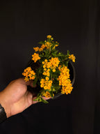 Lantana depressa
