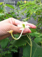 Helicteres jamaicensis