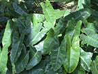 Philodendron burle-marxii