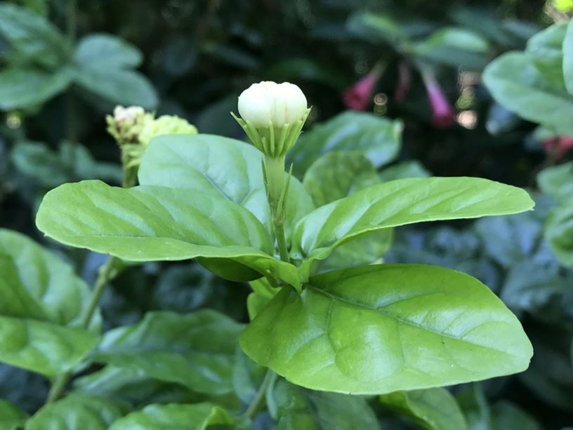 Jasminum sambac ‘Grand Duke of Tuscany’