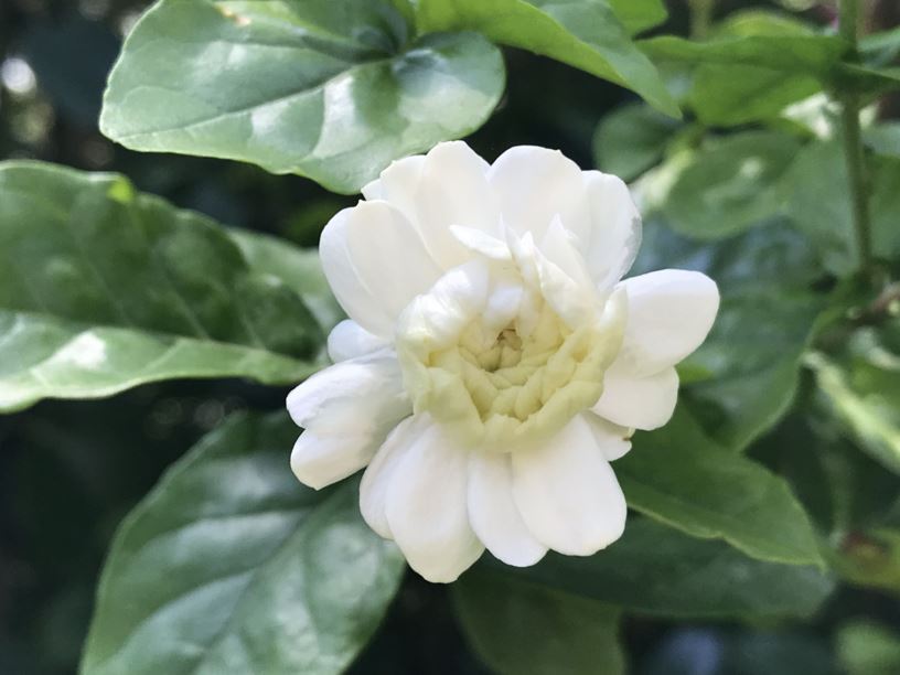 Jasminum sambac ‘Grand Duke of Tuscany’