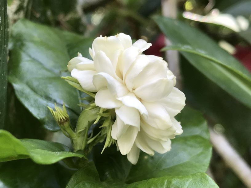 Jasminum sambac ‘Grand Duke of Tuscany’