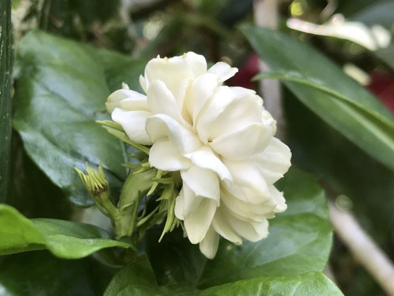 Jasminum sambac ‘Grand Duke of Tuscany’
