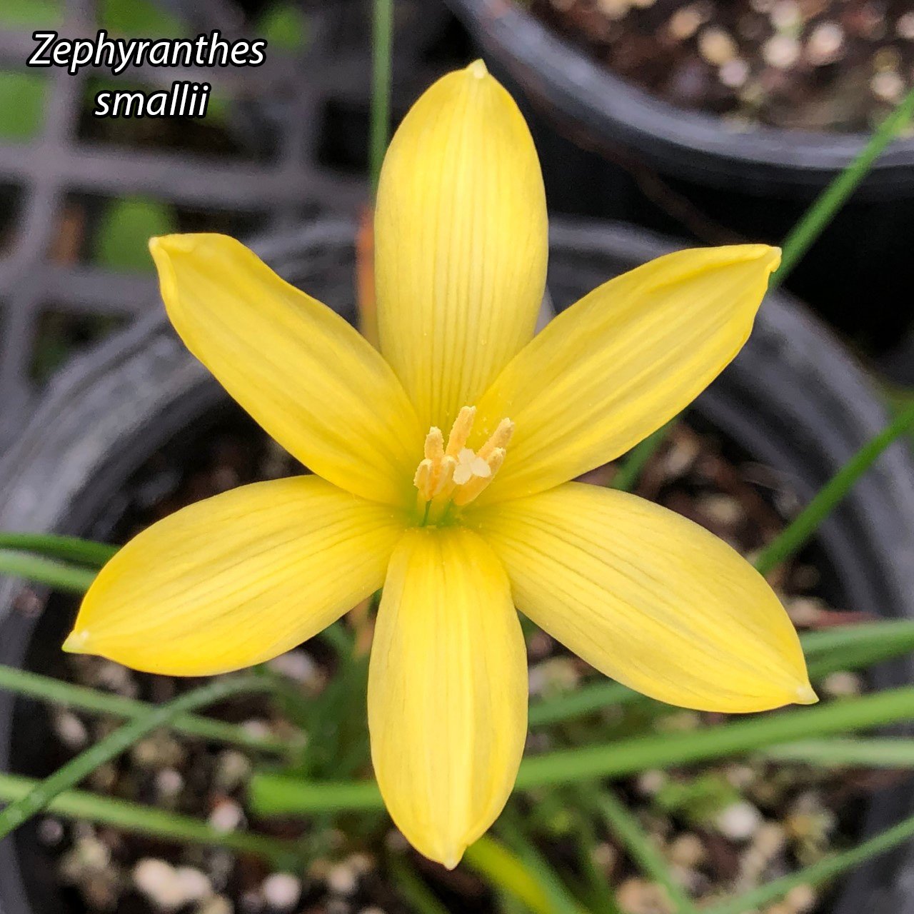Zephyranthes smallii