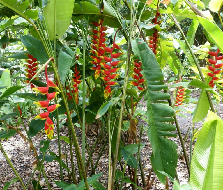 Heliconia rostrata