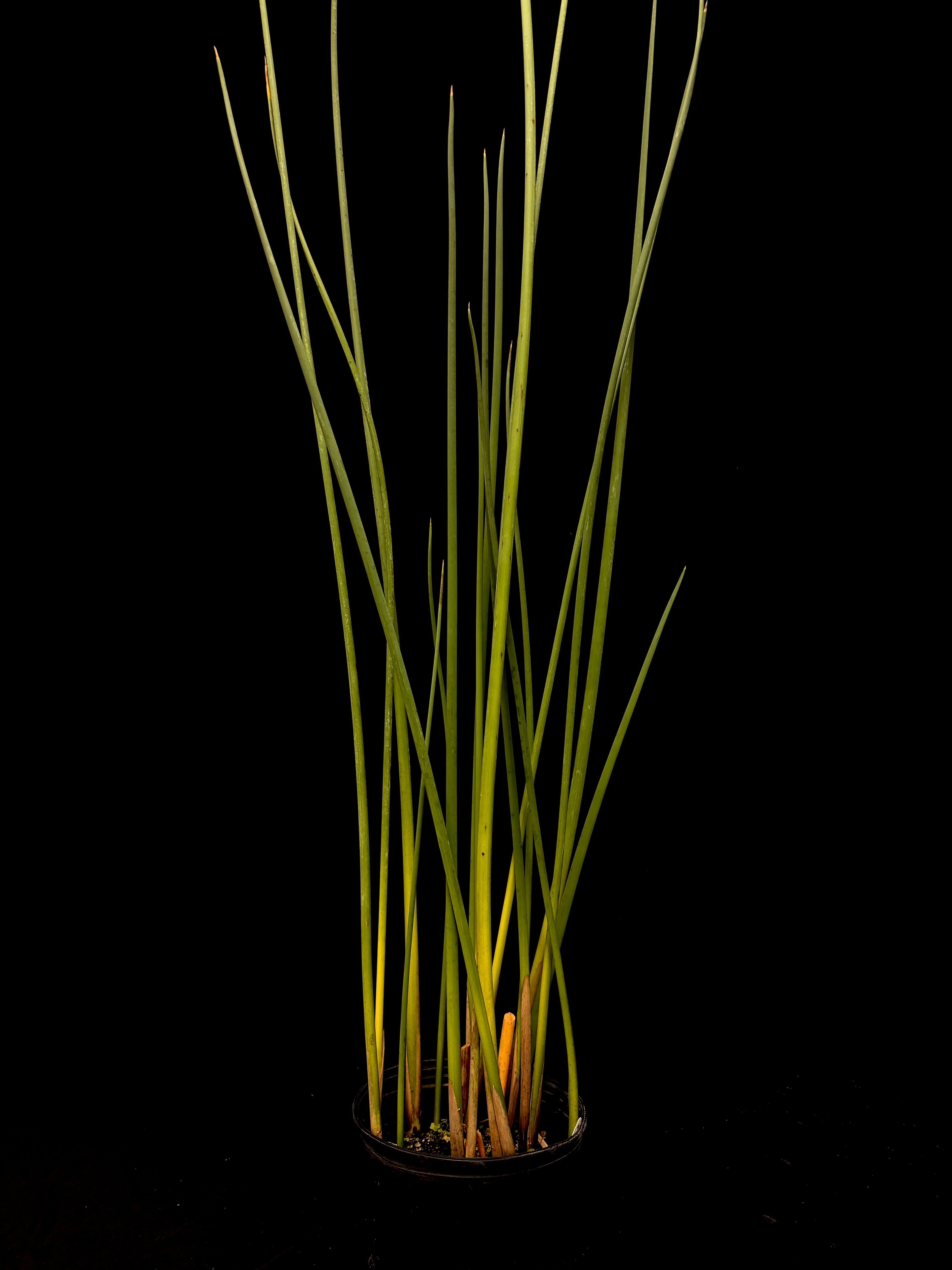 Schoenoplectus tabernaemontani