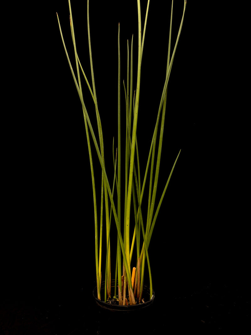 Schoenoplectus tabernaemontani