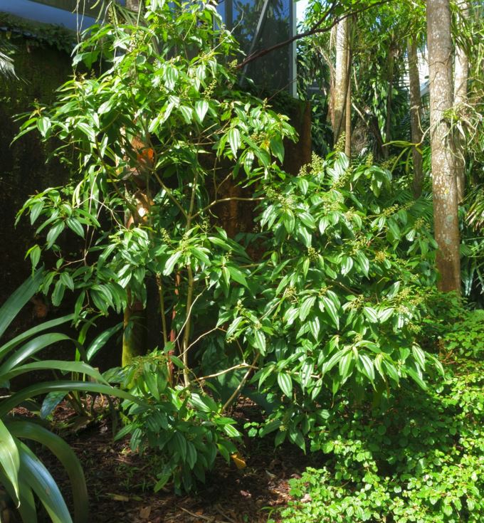 Miconia laevigata