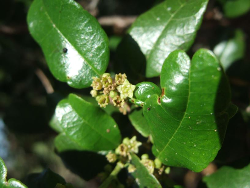 Auerodendron northropianum