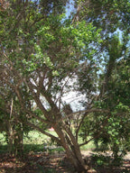 Auerodendron northropianum