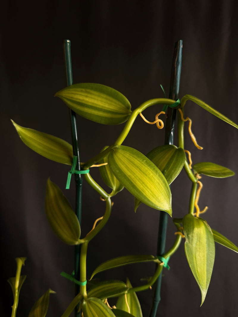Vanilla planifolia ( Inner Variegated )