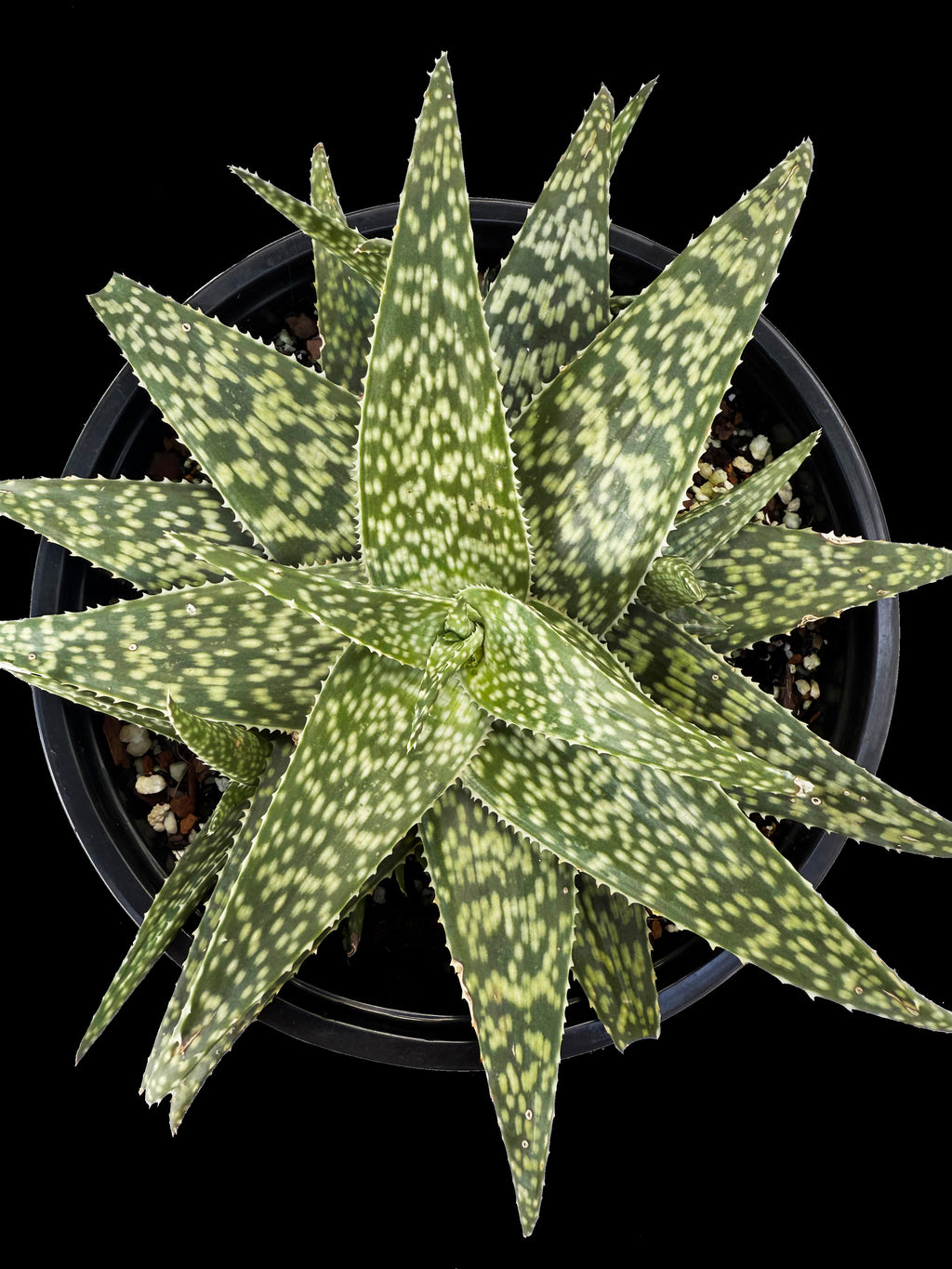 Aloe hybrid