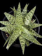 Aloe hybrid