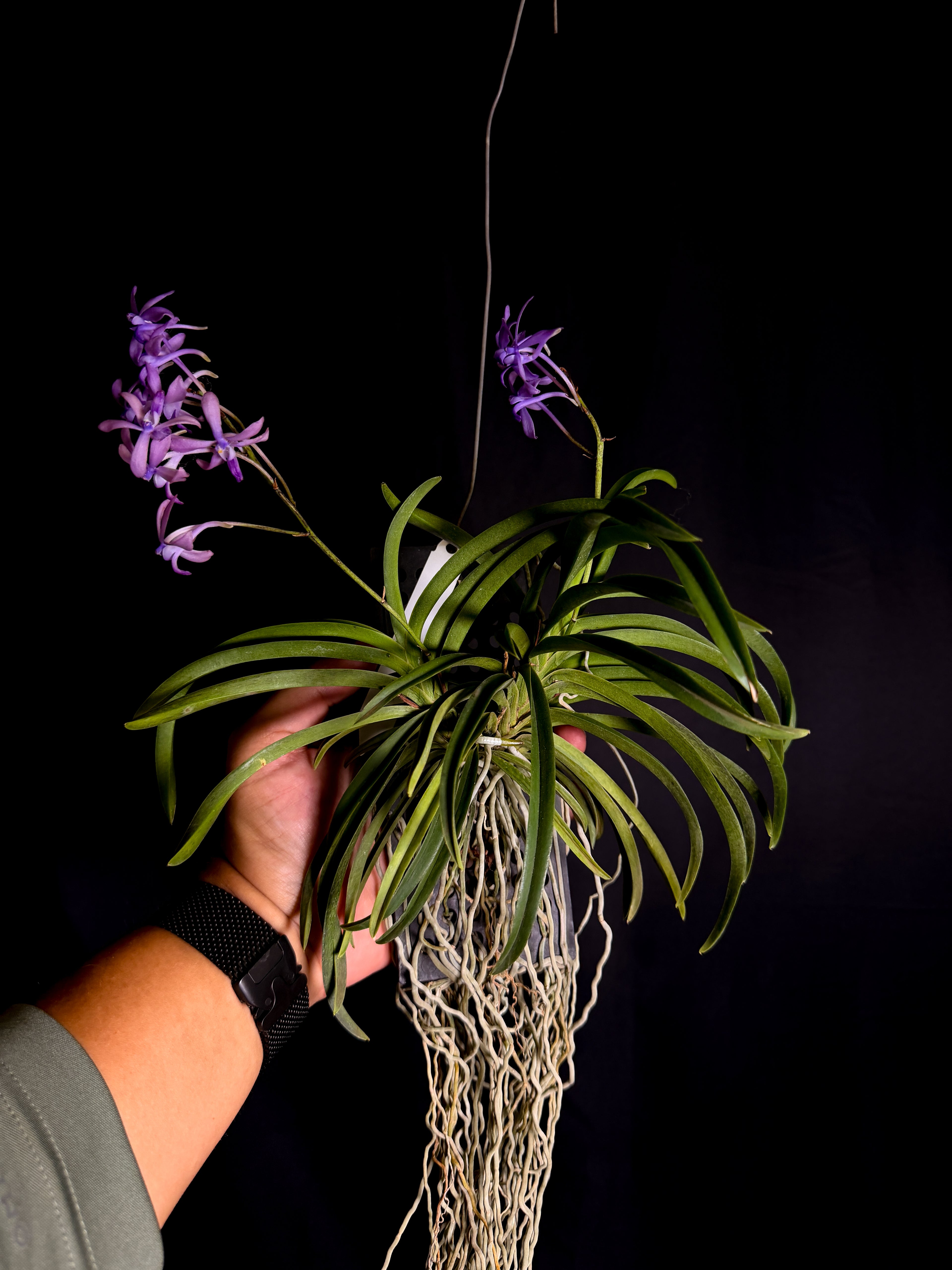Vandachostylis charm