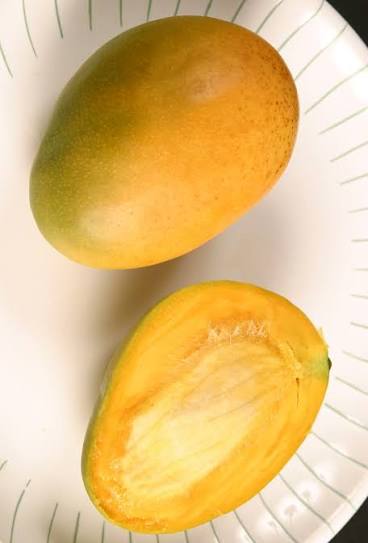 Mangifera indica 'Carrie'
