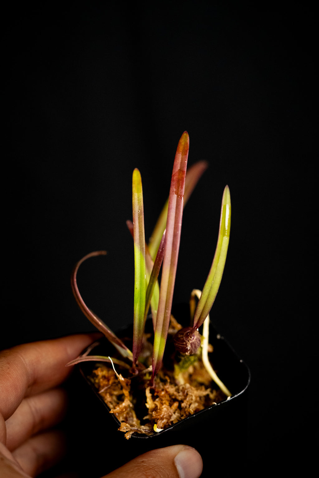 Encyclia tampensis