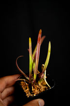 Encyclia tampensis