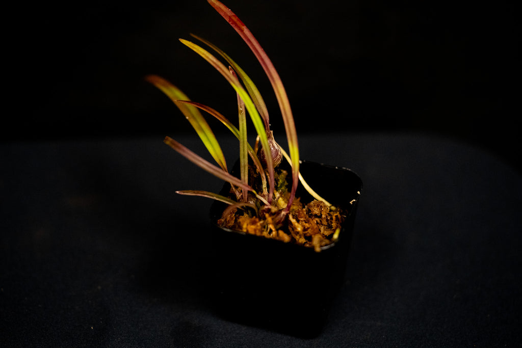 Encyclia tampensis