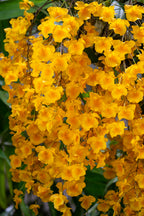 Dendrobium lindleyi
