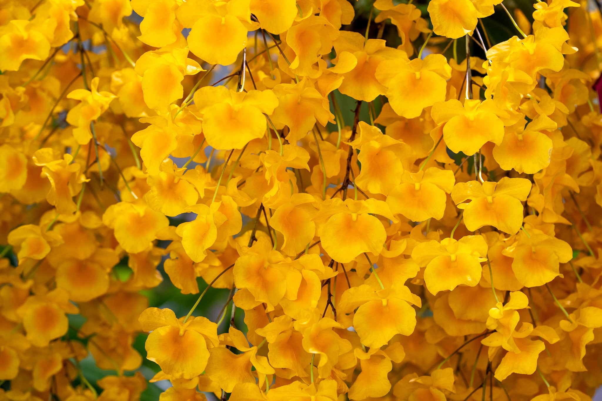 Dendrobium lindleyi