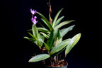 Dendrobium kingianum