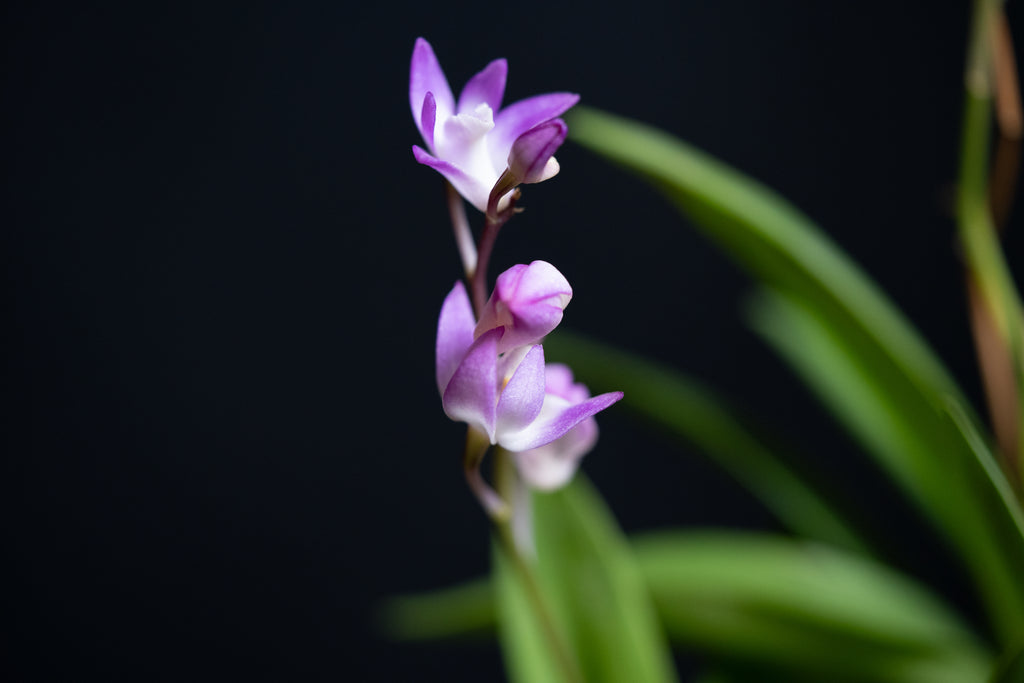 Dendrobium kingianum