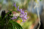 Vandachostylis charm
