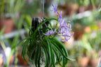 Vandachostylis charm