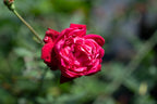 Rosa 'Louis Philippe'