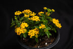 Lantana depressa
