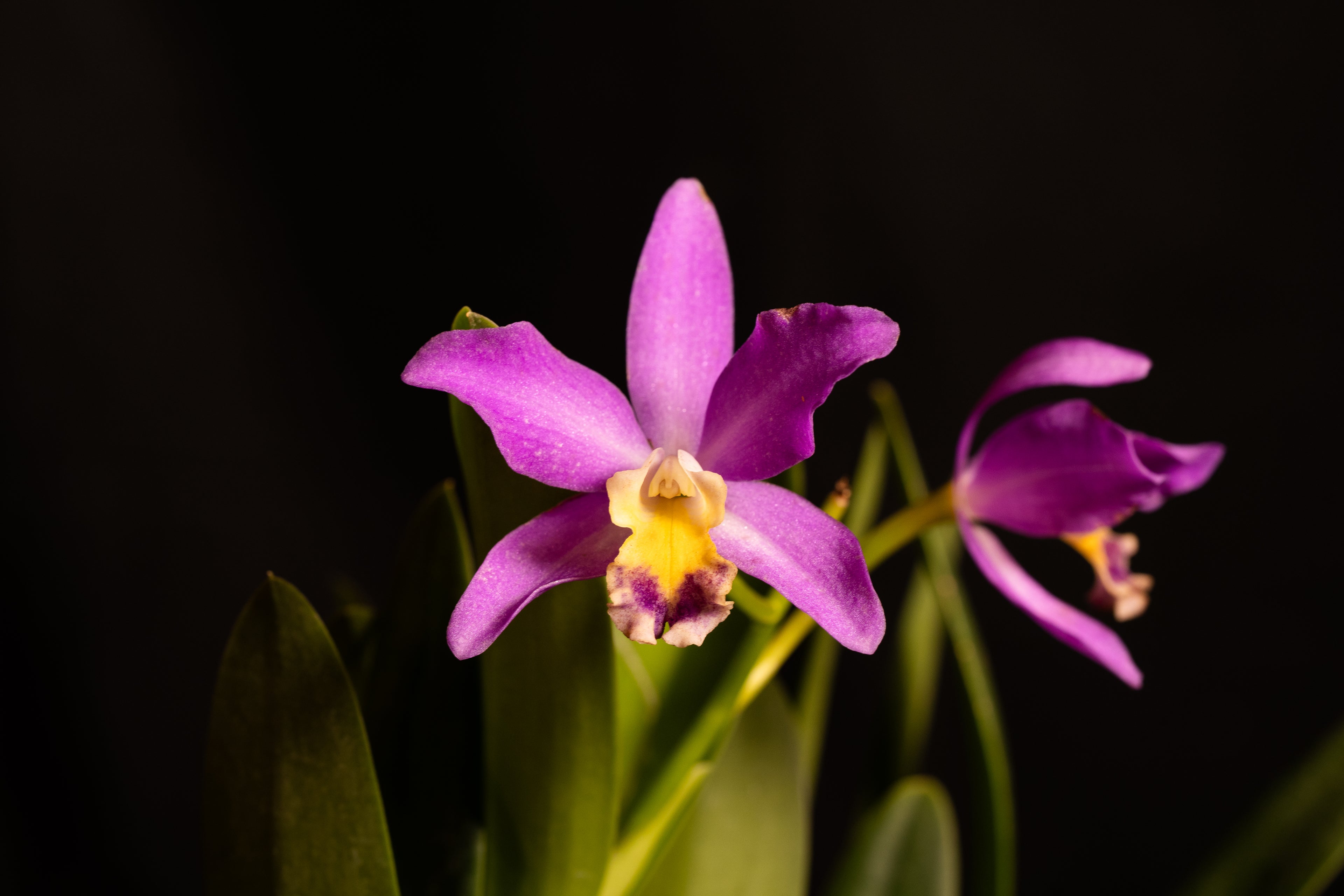 Cattlianthe Tiny Treasure