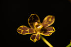 Grammatophyllum scriptum - Dwarf Form