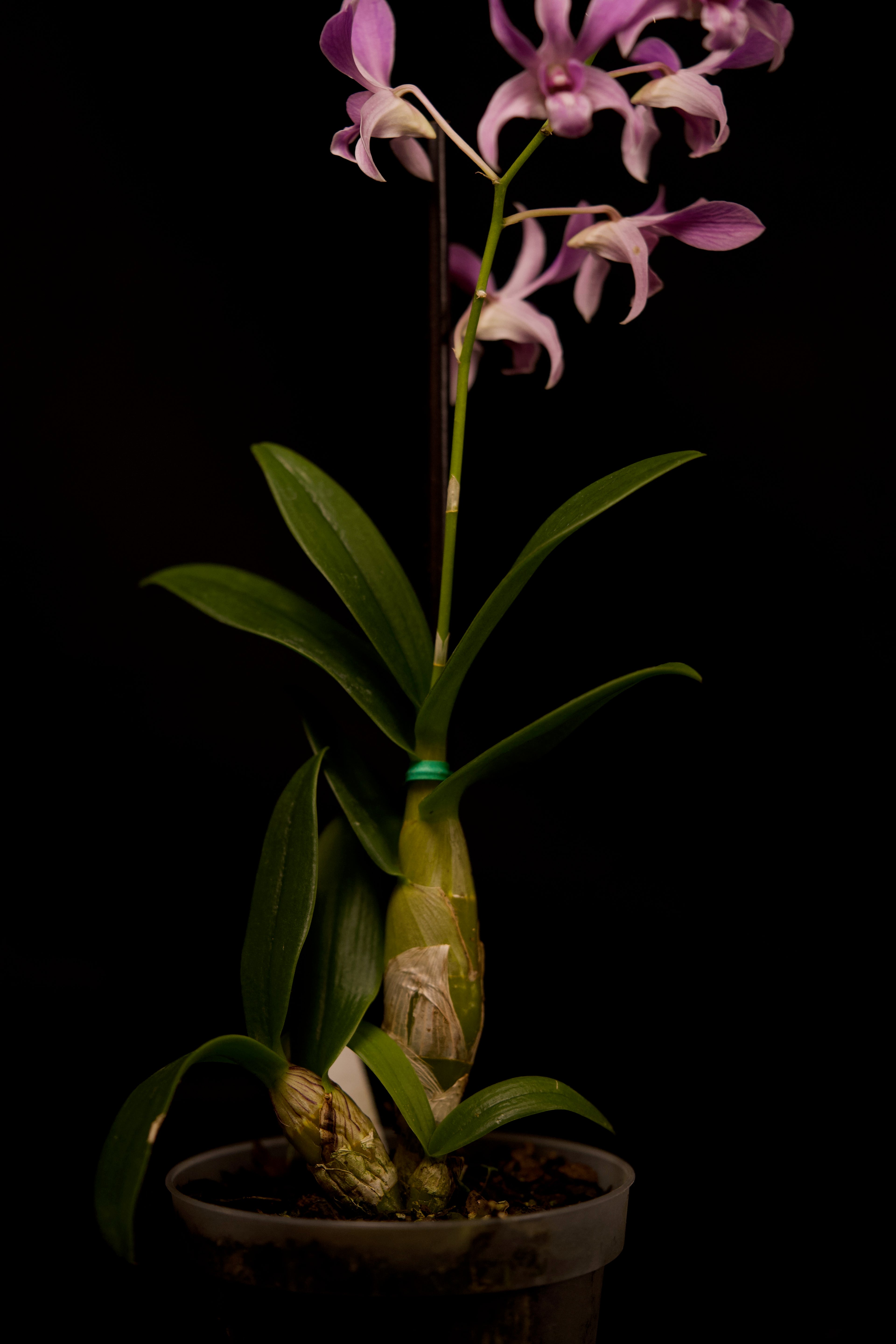 Dendrobium gouldii × compactum