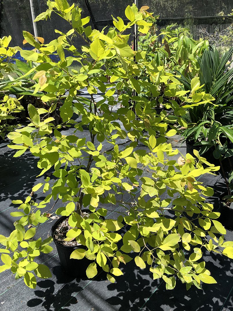 Dendrolobium umbellatum 'Vanuatu'