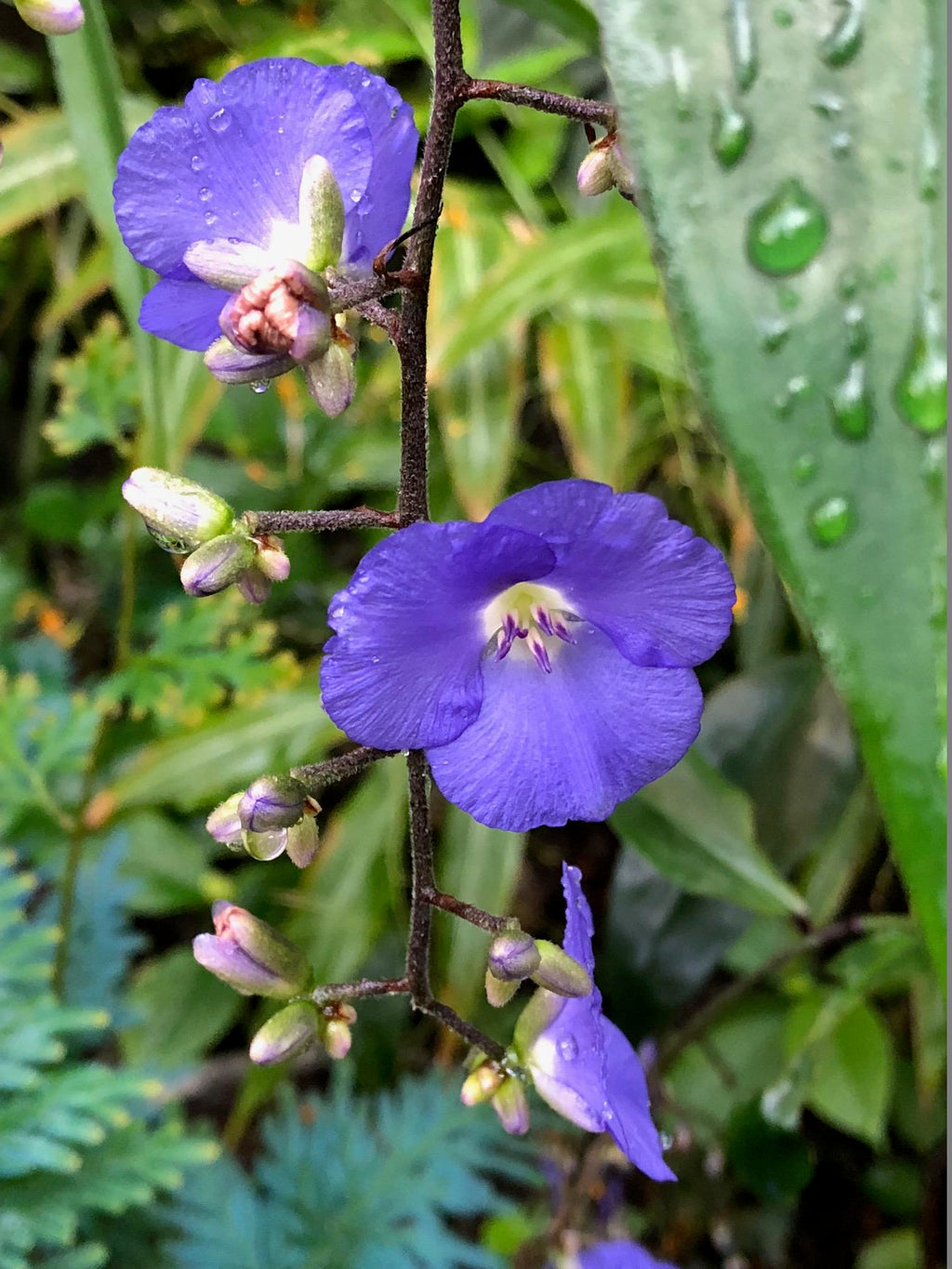 Dichorisandra penduliflora