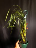 Maxillaria tenuifolia