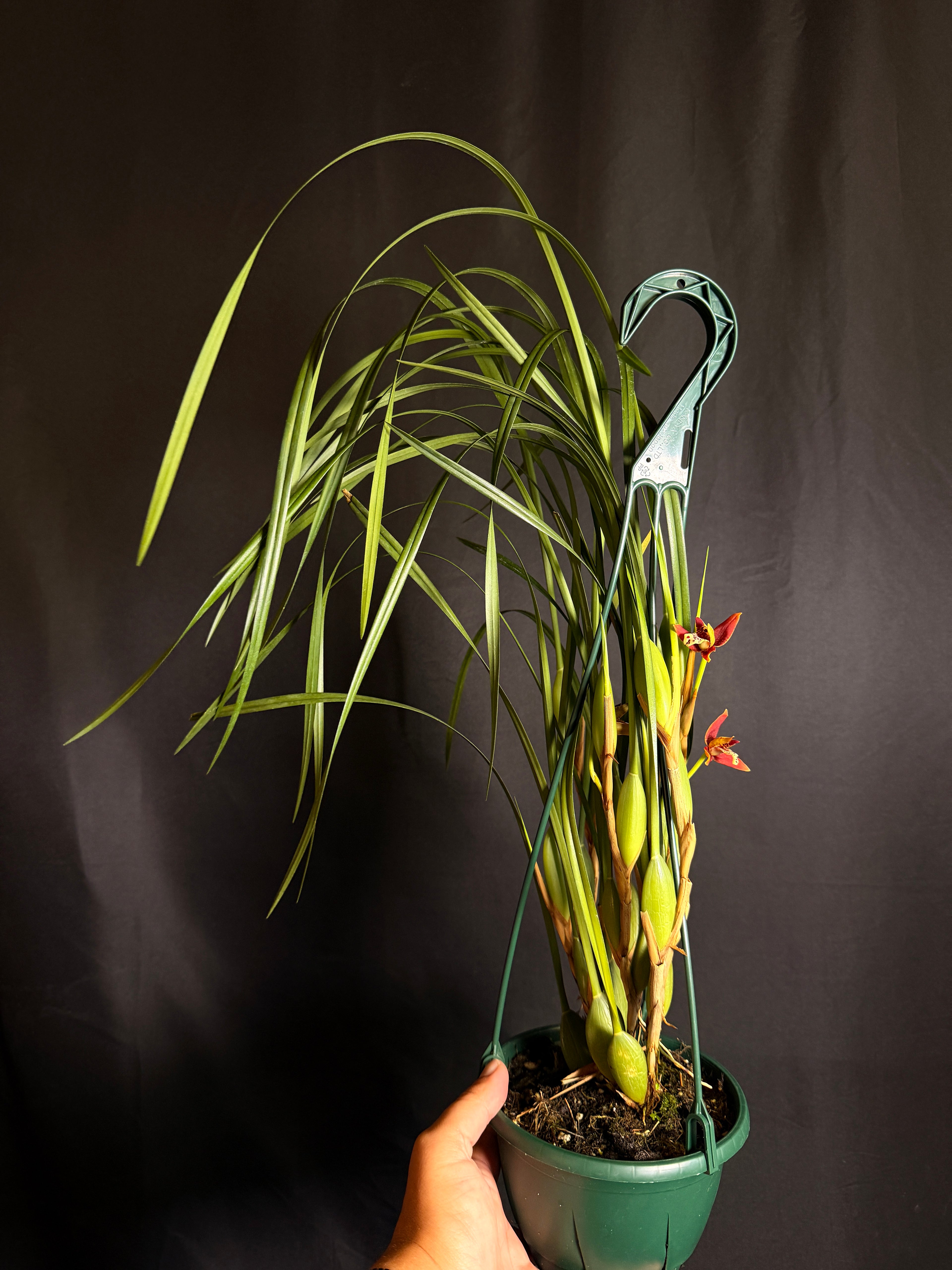 Maxillaria tenuifolia