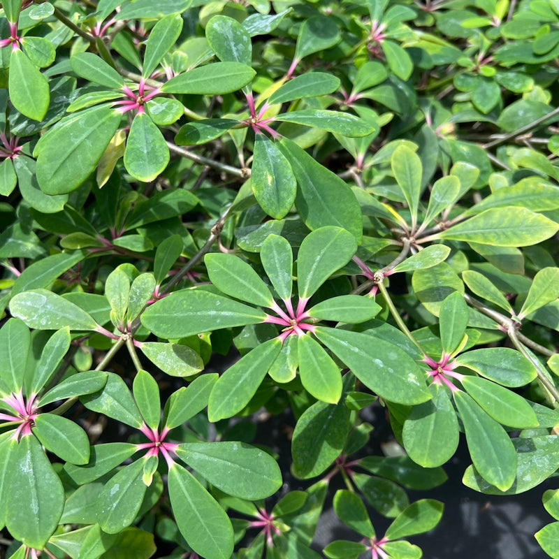 Euphorbia bongolavensis