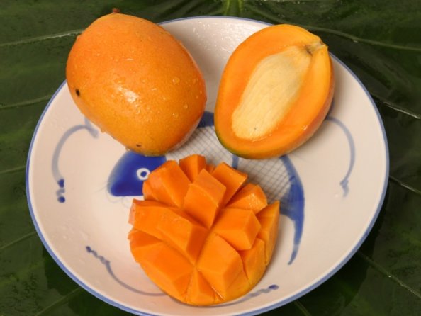 Mangifera indica 'Golden Nugget'