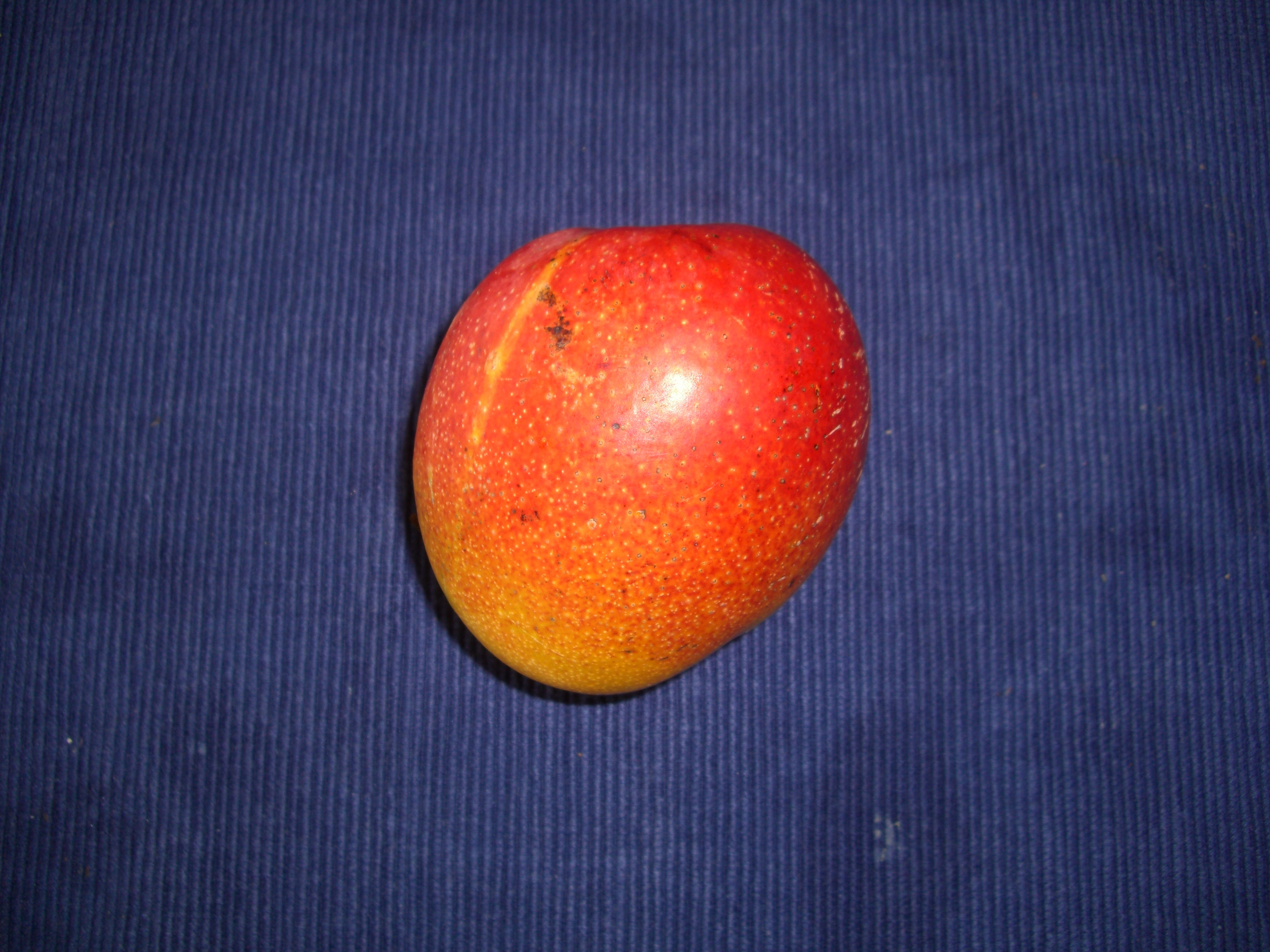 Mangifera indica 'Haden'