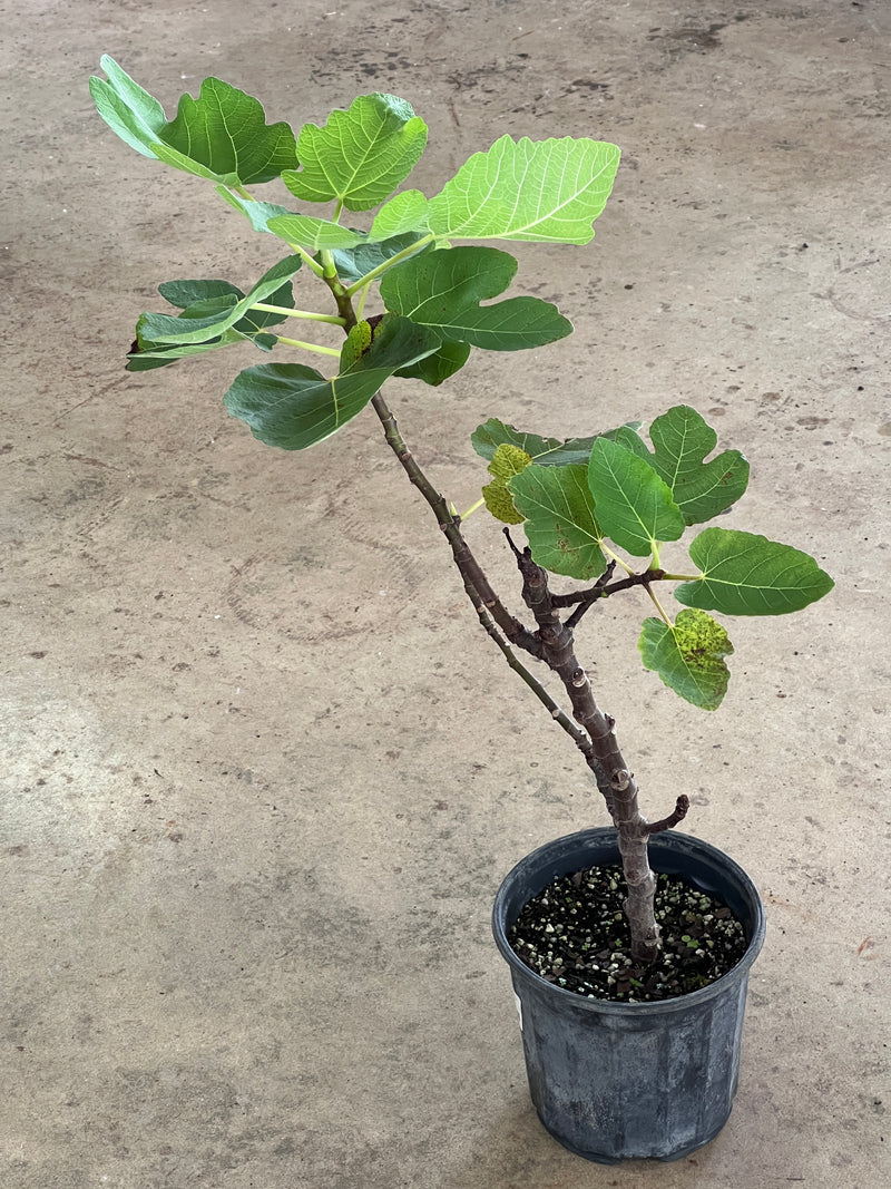 Ficus carica 'Brown Turkey'