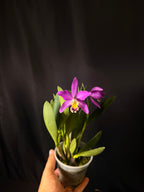 Cattlianthe Tiny Treasure