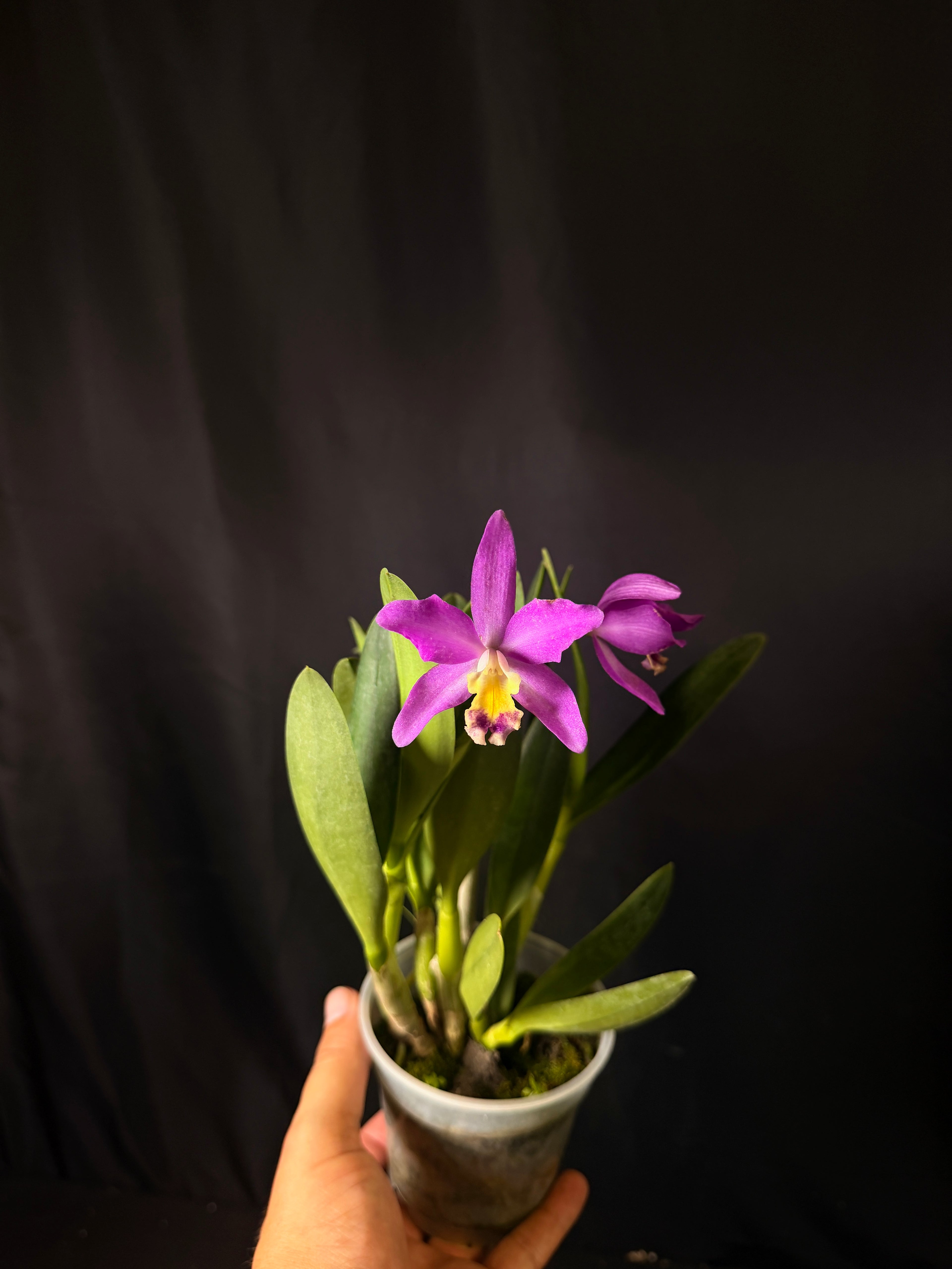 Cattlianthe Tiny Treasure