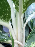 Aglaonema ‘Milky Way’