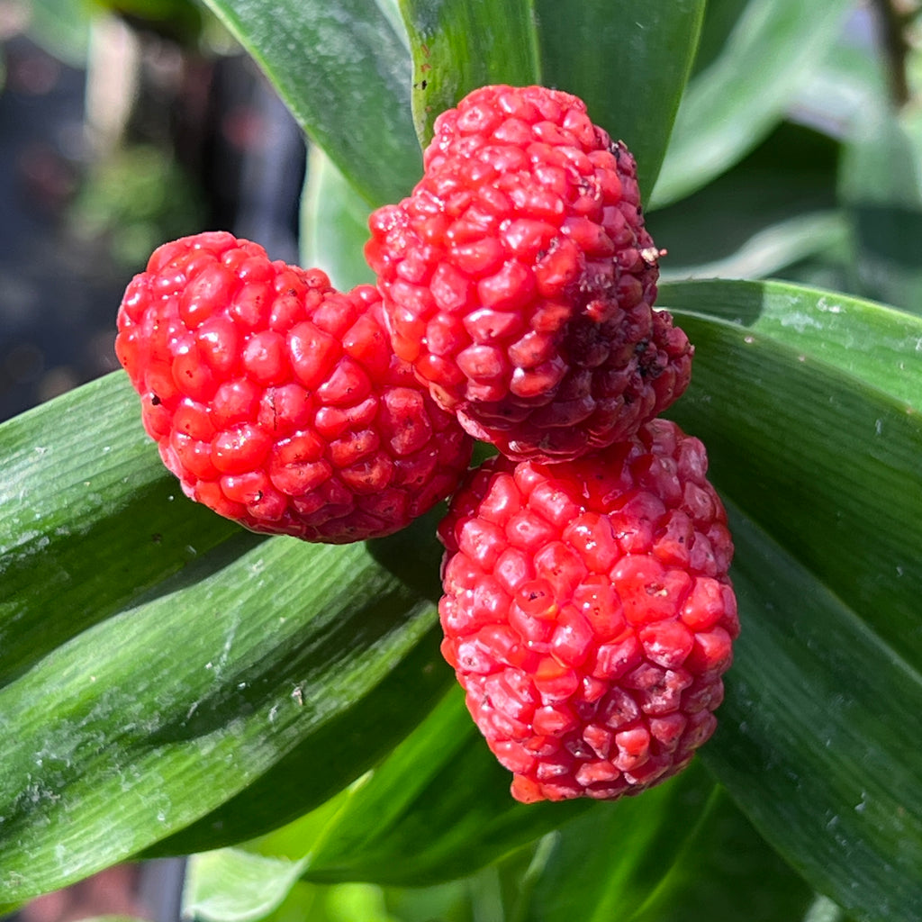 Freycinetia sp. (wide leaf and white bracts)