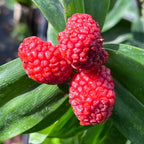 Freycinetia sp. (wide leaf and white bracts)